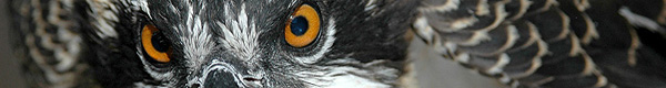 Banner photos by Kate Davis, Raptors of the Rockies. All rights reserved.